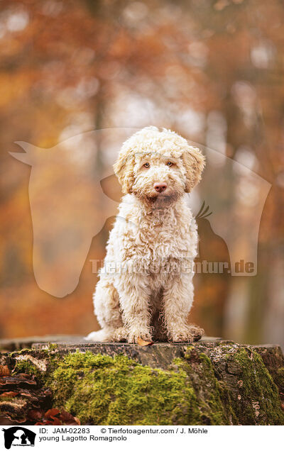 young Lagotto Romagnolo / JAM-02283