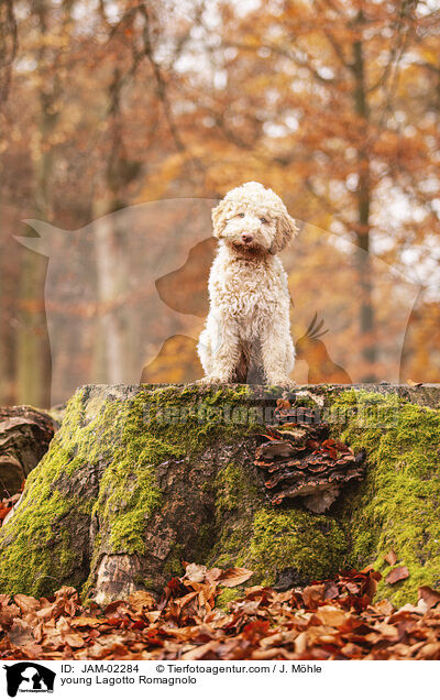 young Lagotto Romagnolo / JAM-02284