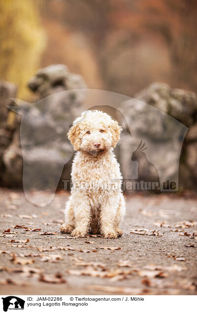 young Lagotto Romagnolo / JAM-02286