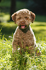 sitting young Lagotto Romagnolo