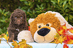 Lagotto Romagnolo Puppy with soft toy
