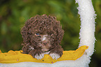Lagotto Romagnolo Puppy in a basket