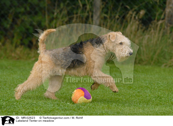 Lakeland Terrier on meadow / MR-02623