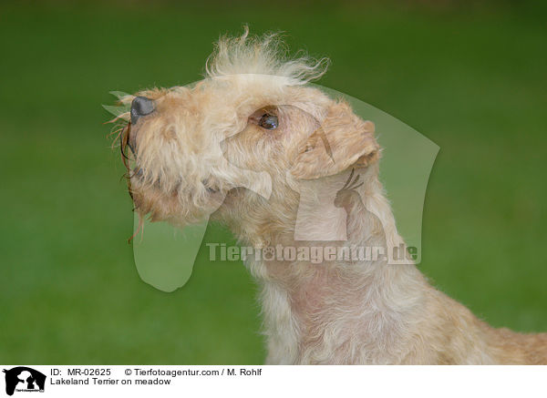 Lakeland Terrier on meadow / MR-02625