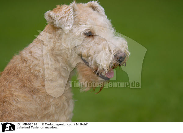 Lakeland Terrier on meadow / MR-02628