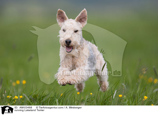 running Lakeland Terrier / AM-03488
