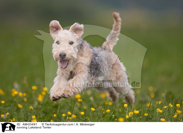 running Lakeland Terrier / AM-03491
