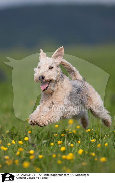 running Lakeland Terrier / AM-03494