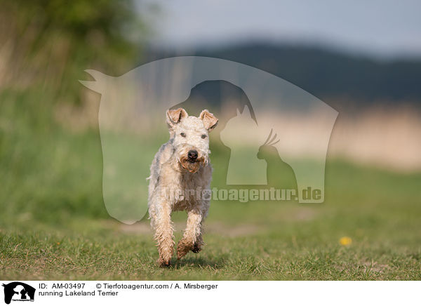 running Lakeland Terrier / AM-03497