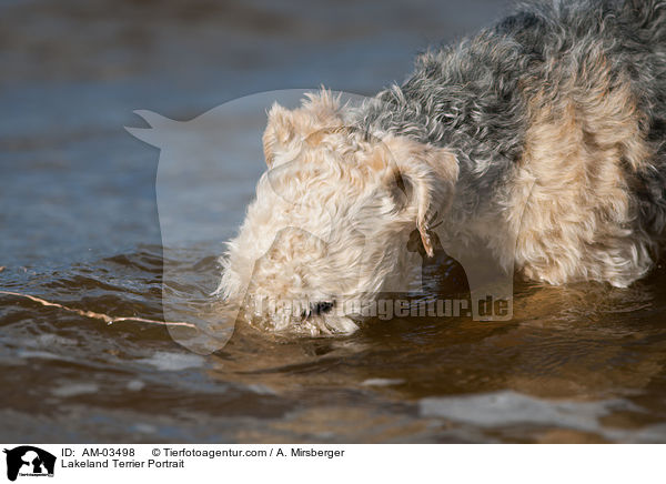 Lakeland Terrier Portrait / AM-03498