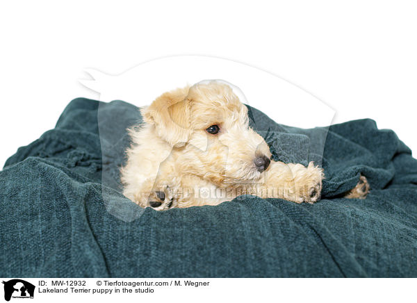 Lakeland Terrier puppy in the studio / MW-12932