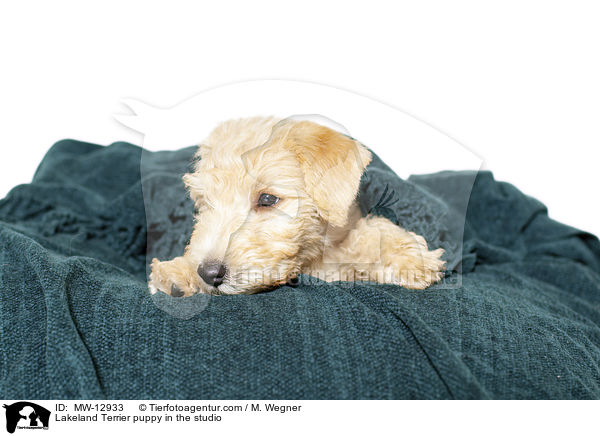 Lakeland Terrier puppy in the studio / MW-12933