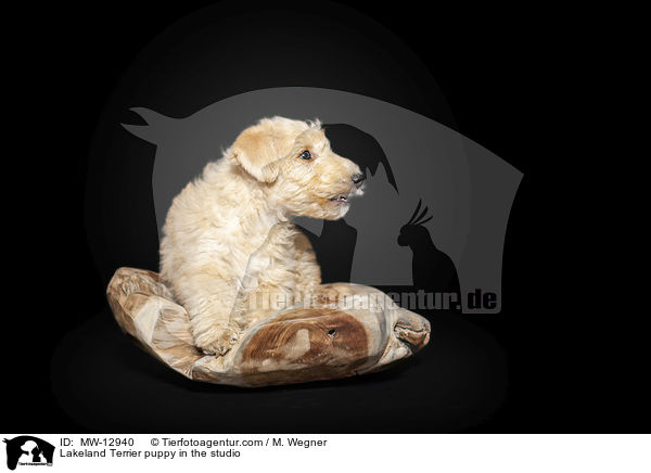 Lakeland Terrier puppy in the studio / MW-12940