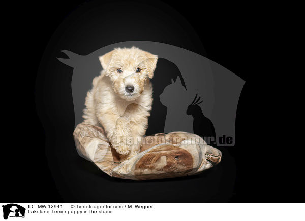 Lakeland Terrier puppy in the studio / MW-12941