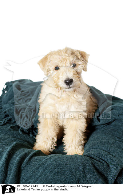 Lakeland Terrier puppy in the studio / MW-12945