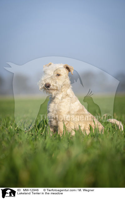 Lakeland Terrier in the meadow / MW-12946