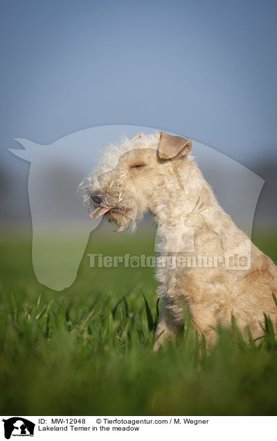 Lakeland Terrier in the meadow / MW-12948