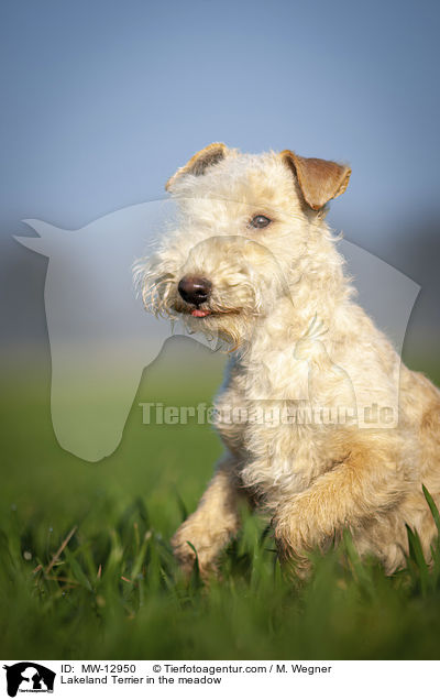Lakeland Terrier in the meadow / MW-12950