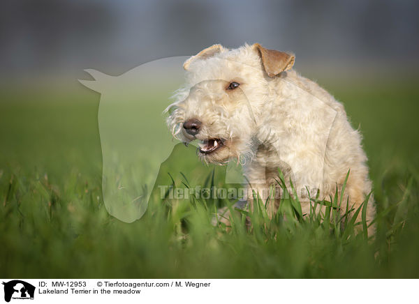 Lakeland Terrier in the meadow / MW-12953