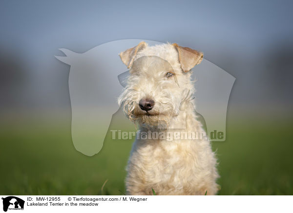 Lakeland Terrier in the meadow / MW-12955