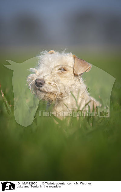 Lakeland Terrier in the meadow / MW-12956