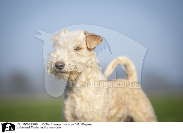 Lakeland Terrier in the meadow / MW-12960