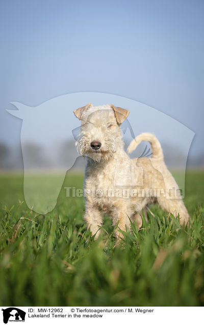 Lakeland Terrier in the meadow / MW-12962