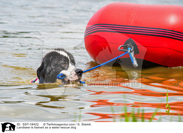 Landseer is trained as a water rescue dog / SST-18422
