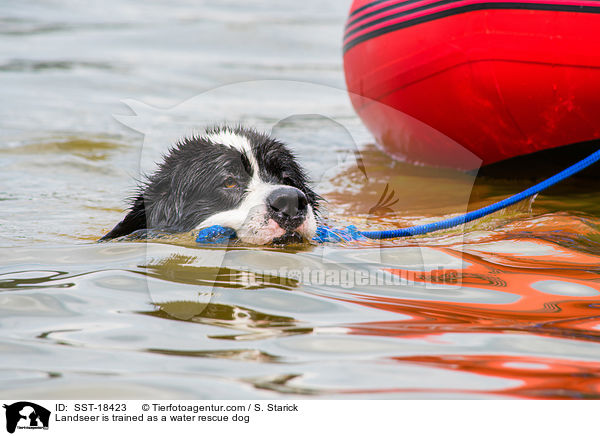 Landseer is trained as a water rescue dog / SST-18423