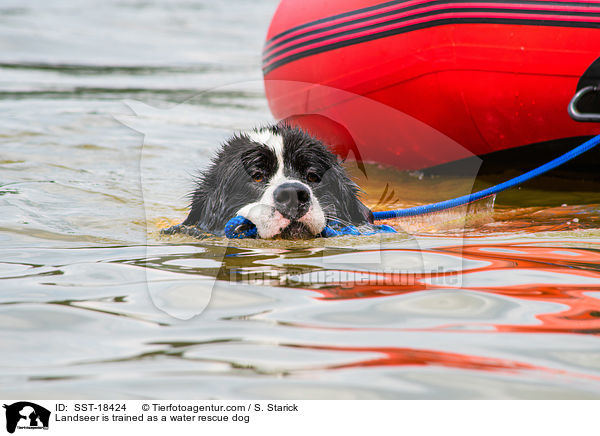 Landseer is trained as a water rescue dog / SST-18424