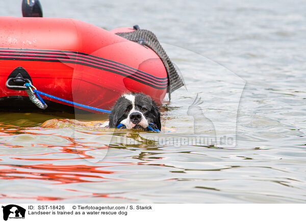 Landseer is trained as a water rescue dog / SST-18426