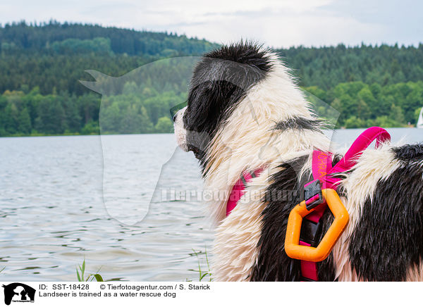 Landseer is trained as a water rescue dog / SST-18428