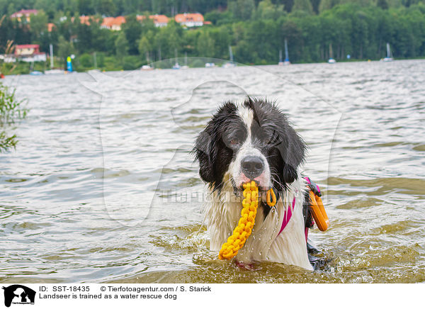 Landseer is trained as a water rescue dog / SST-18435