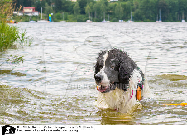Landseer is trained as a water rescue dog / SST-18436