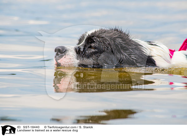 Landseer is trained as a water rescue dog / SST-18440