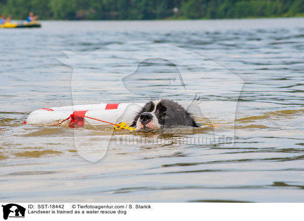 Landseer is trained as a water rescue dog / SST-18442