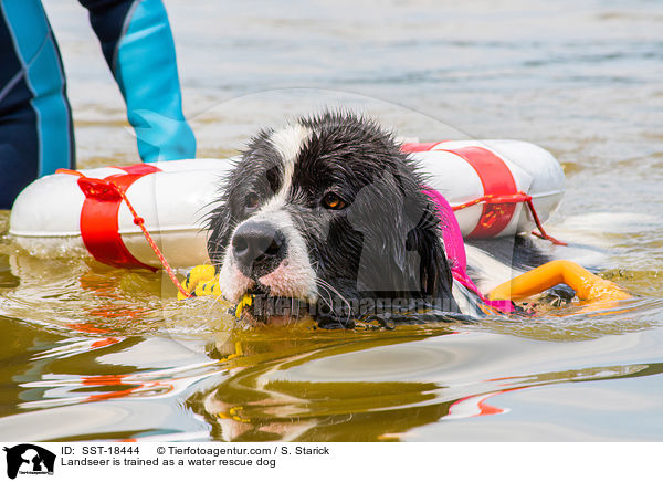 Landseer is trained as a water rescue dog / SST-18444