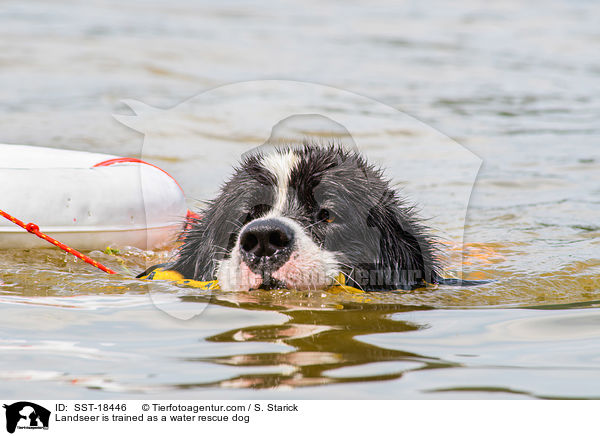 Landseer is trained as a water rescue dog / SST-18446