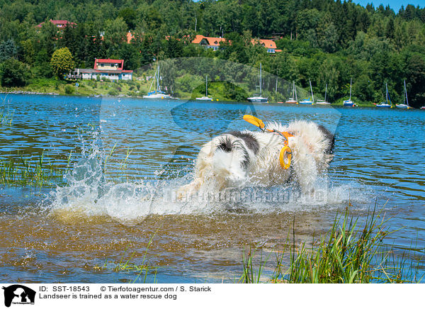 Landseer is trained as a water rescue dog / SST-18543