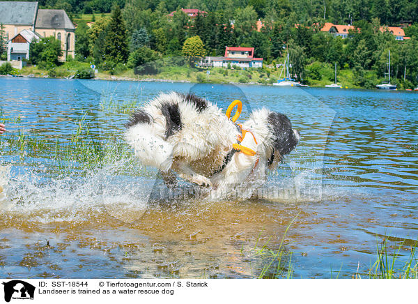 Landseer is trained as a water rescue dog / SST-18544