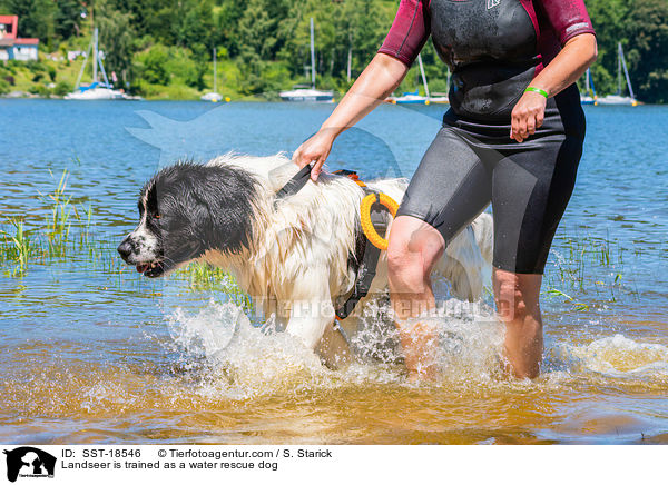 Landseer is trained as a water rescue dog / SST-18546