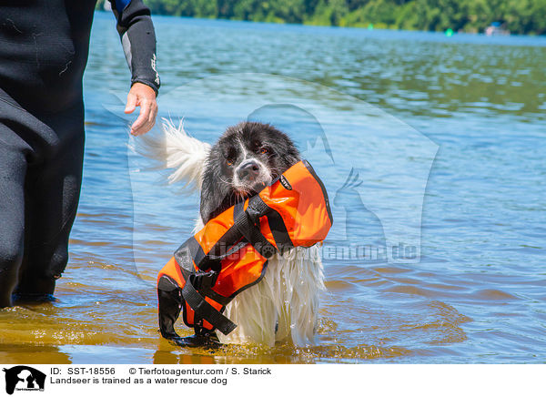 Landseer is trained as a water rescue dog / SST-18556