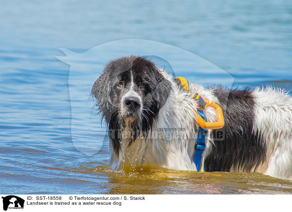 Landseer is trained as a water rescue dog / SST-18558