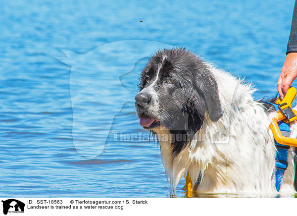 Landseer is trained as a water rescue dog / SST-18563