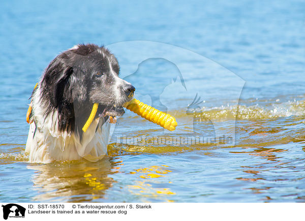 Landseer is trained as a water rescue dog / SST-18570