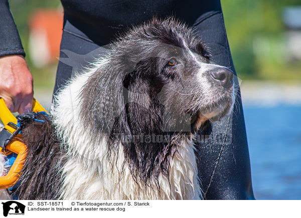 Landseer is trained as a water rescue dog / SST-18571