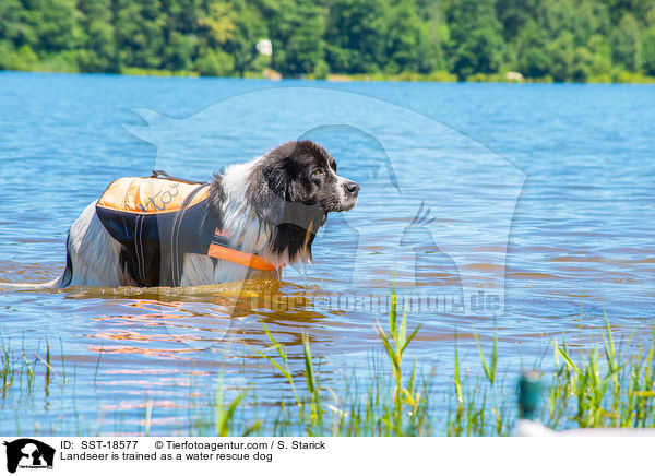 Landseer is trained as a water rescue dog / SST-18577