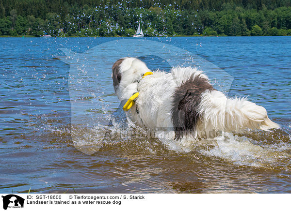 Landseer is trained as a water rescue dog / SST-18600