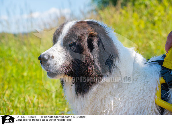 Landseer is trained as a water rescue dog / SST-18601