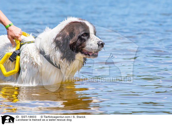 Landseer is trained as a water rescue dog / SST-18603